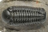 Detailed Austerops Trilobite - Top Quality Specimen #225377-1